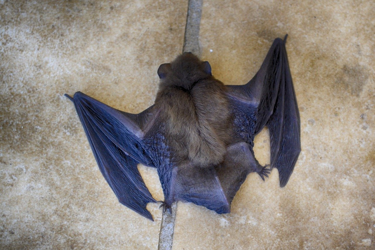 中国人コウモリ食べるヨ 蝙蝠は縁起物 スープ 生で刺身 衝撃のコウモリ料理 ごんたさんぽ